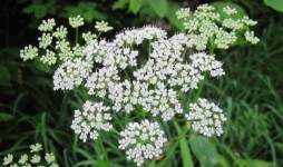 Hemlock Water Dropwort Tanaman Beracun yang Membuat Korban Tersenyum Lalu Mati