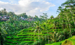 Memanjakan Mata di Destinasi Wisata Ubud Bali yang Terkenal