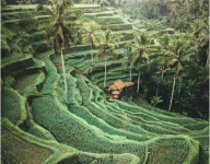 Pampering the Eyes at the Famous Ubud Bali Tourist Destination