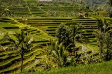 Desa Jatiluwih Tabanan Bali, Desa Dengan Pemandangan Sawah Yang Mempesona