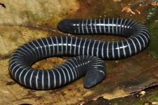 Caecilian, Hewan Beracun yang Dianggap Sebagai Hasil dari Hubungan Gelap Ular dan Cacing