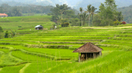 Jatiluwih Village Tabanan Bali, Village With Enchanting Rice Field View