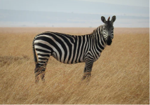 Facts and Explanations About Zebra Colors