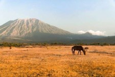 Destinasi Wisata di Bali Padang Savana Tianyar dengan Rumput yang Eksotis