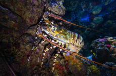8 Cara untuk Membudidayakan Lobster Air Tawar dengan Tepat