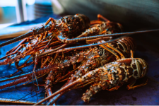 8 Ways to Cultivate Freshwater Lobsters Properly
