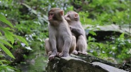 Hutan Monyet Pusuk Menjadi Salah Satu Objek Wisata, dan disini Wisatawan Bisa Lebih Dekat dengan Satwa