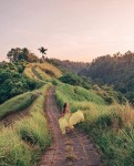 Kalian Bisa menikmati Udara yang Sangat Sejuk Jika Datang ke Campuhan Ridge Walk