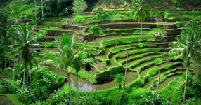 Sawah Terasaring Tegalalang, Wisata Tangga Raksasa di Ubud Bali