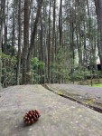 Menelusuri Tahura, Taman Hutan di Tengah Kota (Bagian-1)