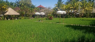 Kuliner Bali Tidak Ada Matinya, Salah Satunya Bebek Tepi Sawah Ubud