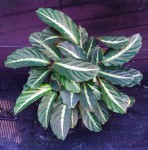 Do'a Calathea, Tanaman Hias yang Memiliki Makna