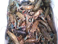 Simak Tips Berikut untuk Kamu yang Ingin Membudidayakan Lobster Air Tawar