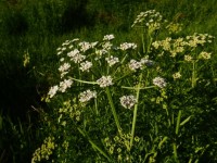 Hemlock Water Dropwort Tanaman Berbahaya dapat Menyebabkan kematian