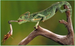 Mengenal Bunglon, Hewan Jenis Reptil yang Memiliki Keunikan
