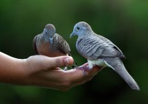 Burung Perkutut Malas Bersuara? Inilah Penyebabnya