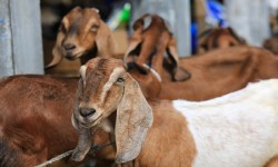 Beberapa yang Perlu Umat Muslim Ketahui jenis Kambing Kurban yang ada di indonesia