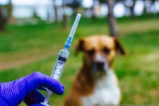 Cara Keja dan Efek Samping Vaksin Rabies