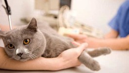 Cara yang Bisa dilakukan Saat Kucing Sedang Flu