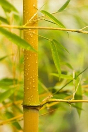 Manfaat Tanaman Hias Bambu Kuning untuk Pagar Gaib hingga Keberuntungan, Mitos atau Fakta?
