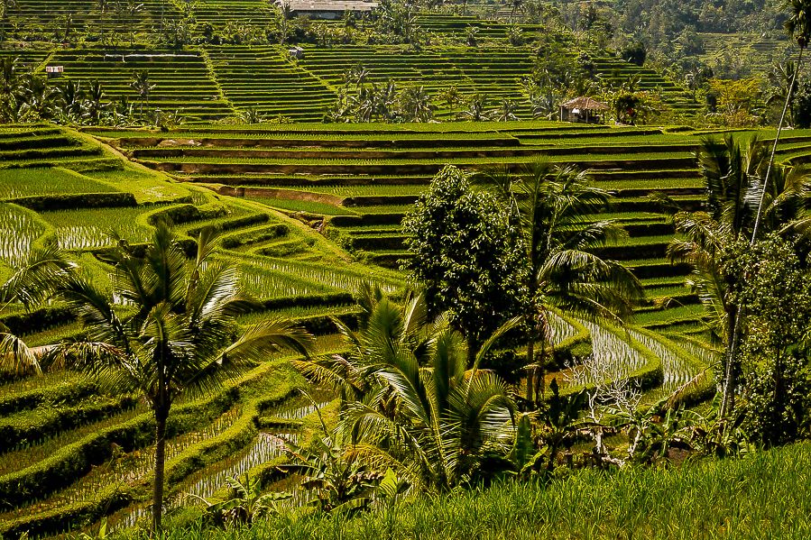 Desa Jatiluwih Tabanan Bali, Desa Dengan Pemandangan Sawah Yang Mempesona