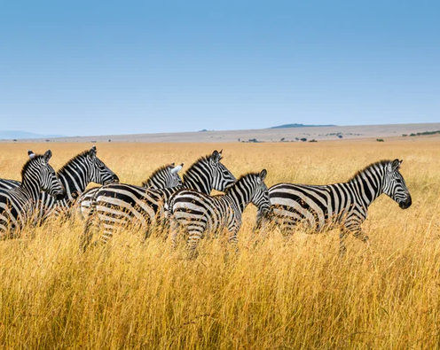Fakta dan Penjelasan Mengenai Warna Zebra yang Sebenarnya