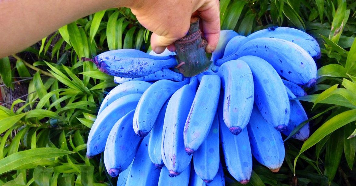 Berikut Manfaat Blue Java, Pisang Langka yang Berwarna Biru Memiliki