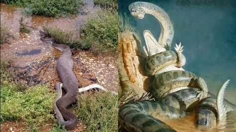 Ternyata Ini Ular Terbesar di Sepanjang Sejarah Bukan Anaconda Melainkan Titanoba