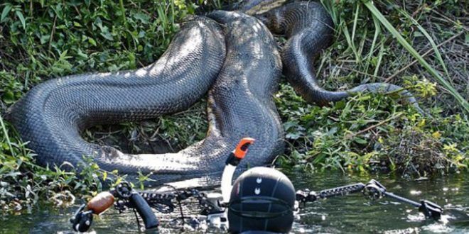 It turns out that this is the biggest snake in history, not an anaconda, but a titanoba 
