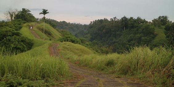  Hamparan Bukit yang Hijau, Lembah, dan Padang Ilalang di Bukit Campuhan Ubud, Bali
