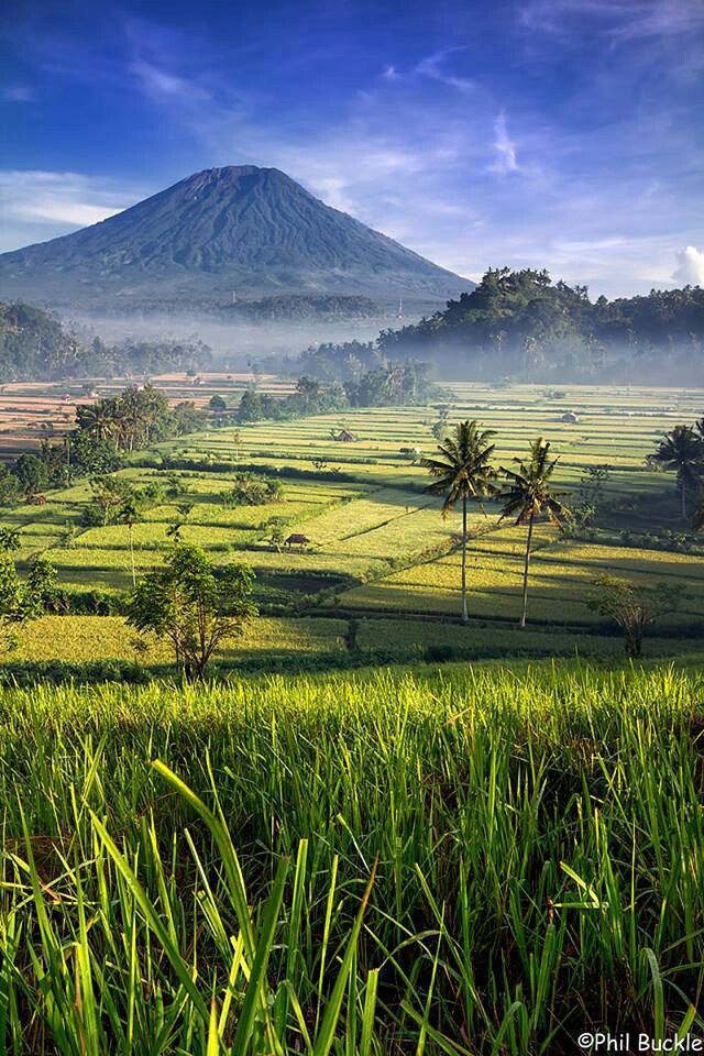 7 Negara dengan Hutan Terbesar di Dunia, Indonesia Salah Satunya? 